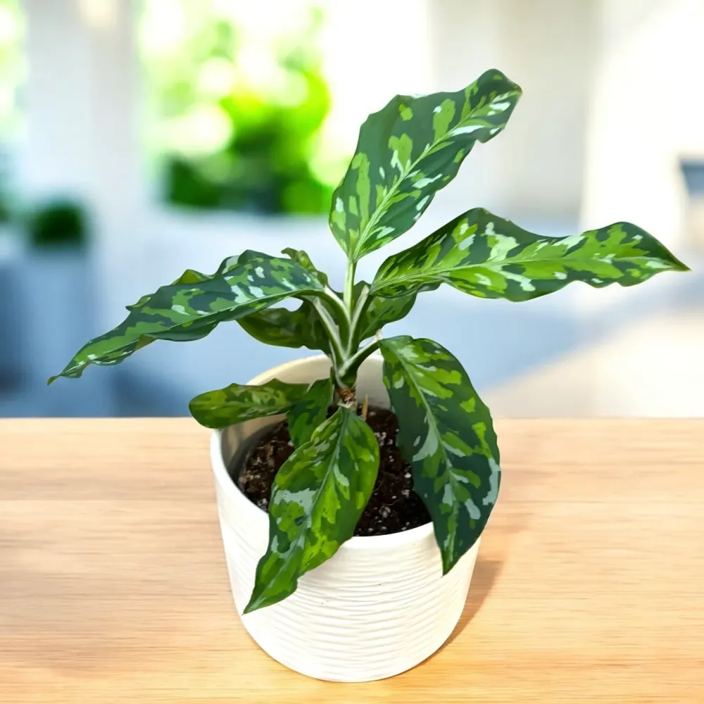 Aglaonema pictus ‘Tricolor’ D10