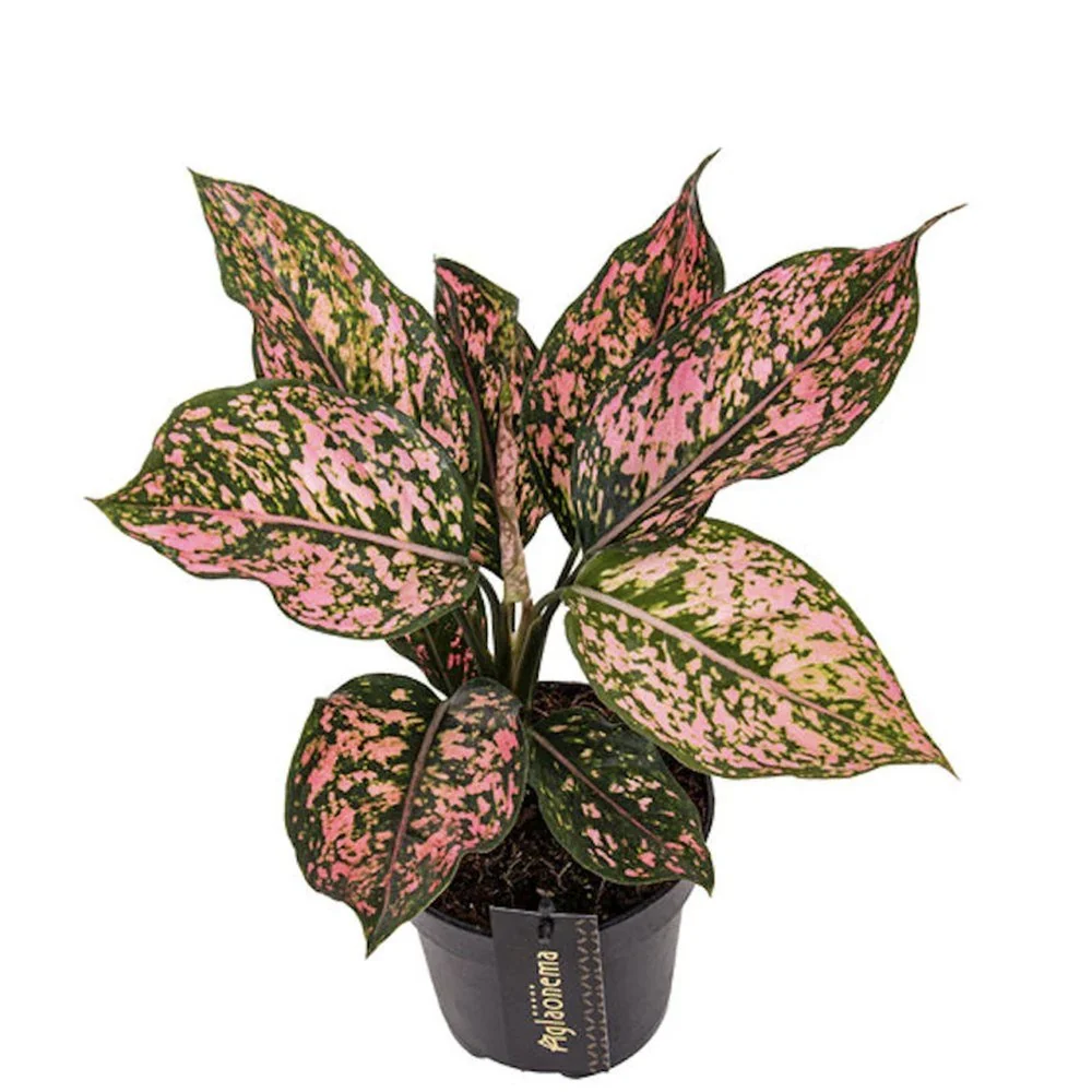 Aglaonema Pink Leopard, 30 cm, cu frunze roz si pete verzi, planta tropicala exotica, purificatoare de aer, usor de ingrijit