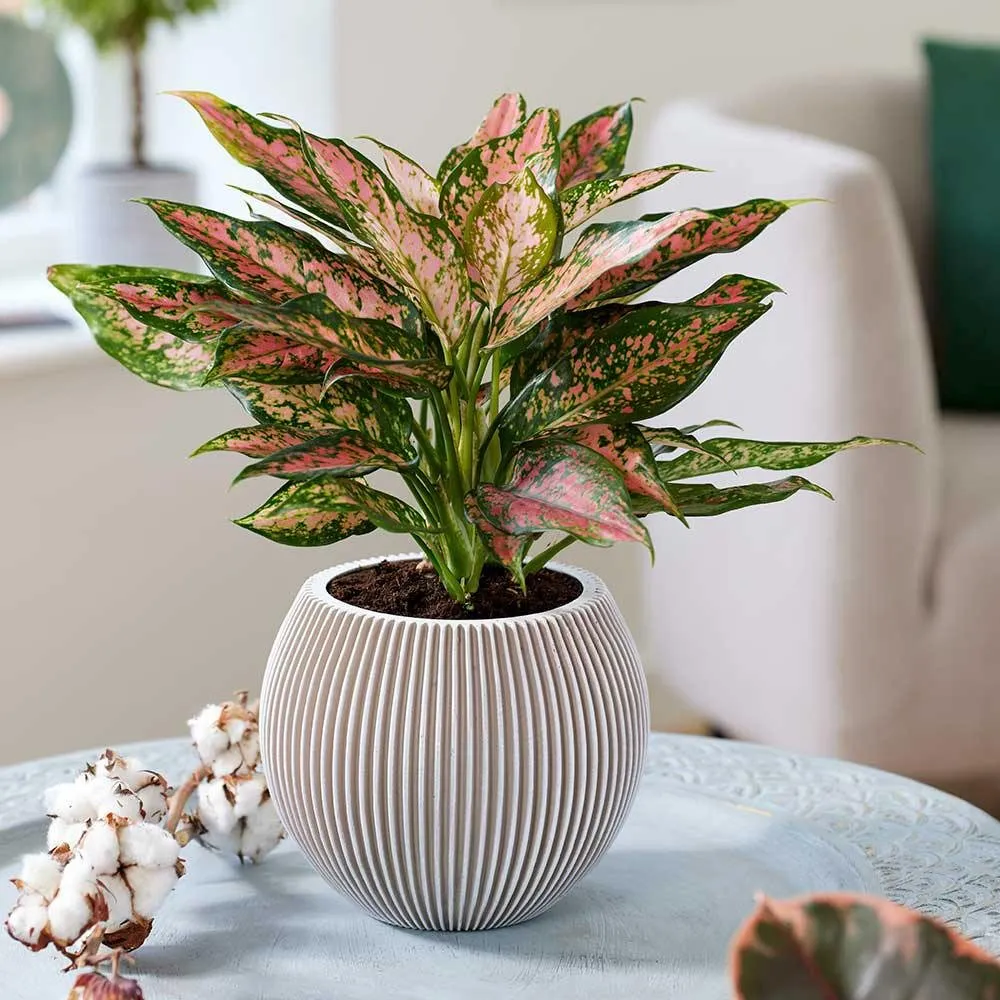 Aglaonema Pink Leopard, 30 cm, cu frunze roz si pete verzi, planta tropicala exotica, purificatoare de aer, usor de ingrijit
