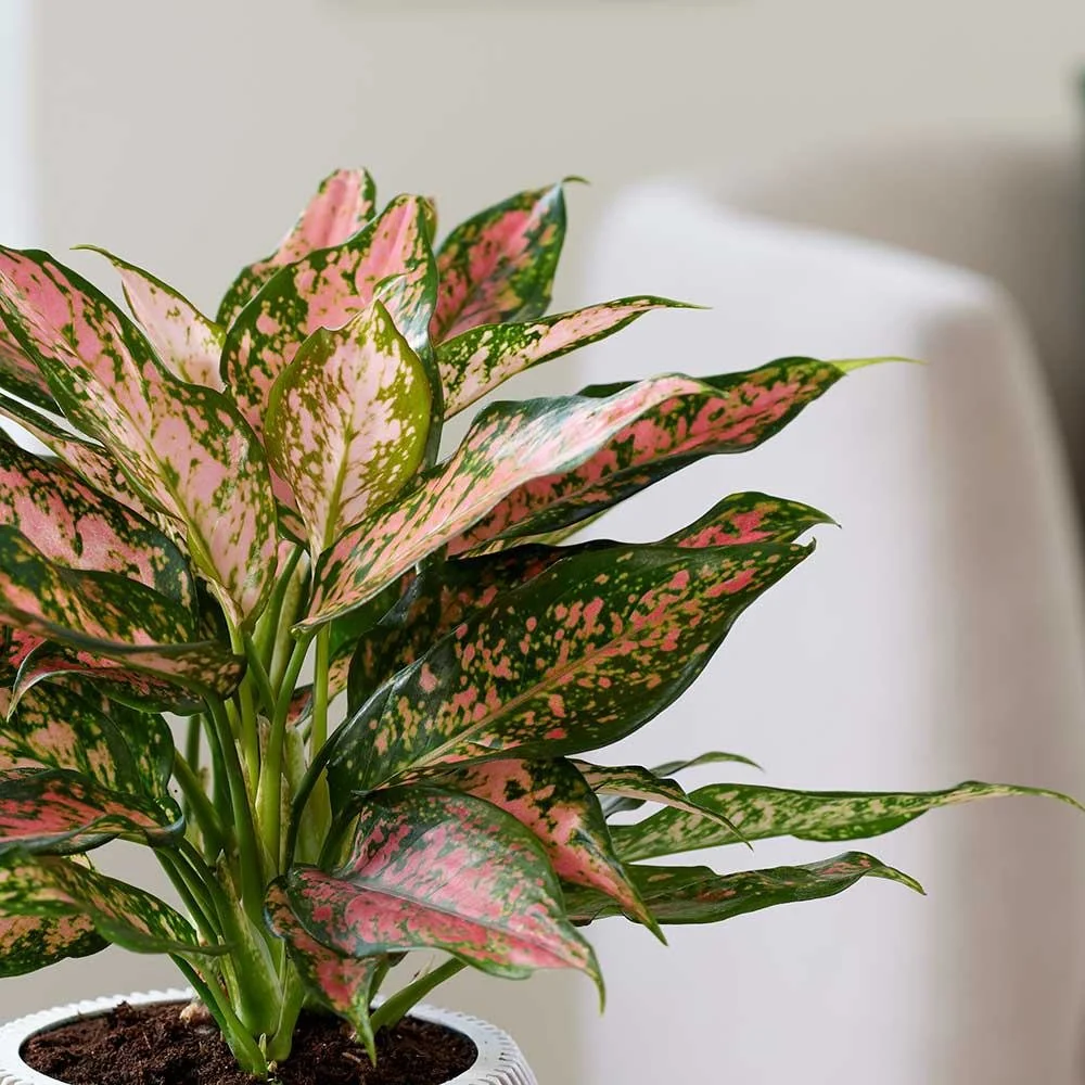 Aglaonema Pink Leopard, 30 cm, cu frunze roz si pete verzi, planta tropicala exotica, purificatoare de aer, usor de ingrijit