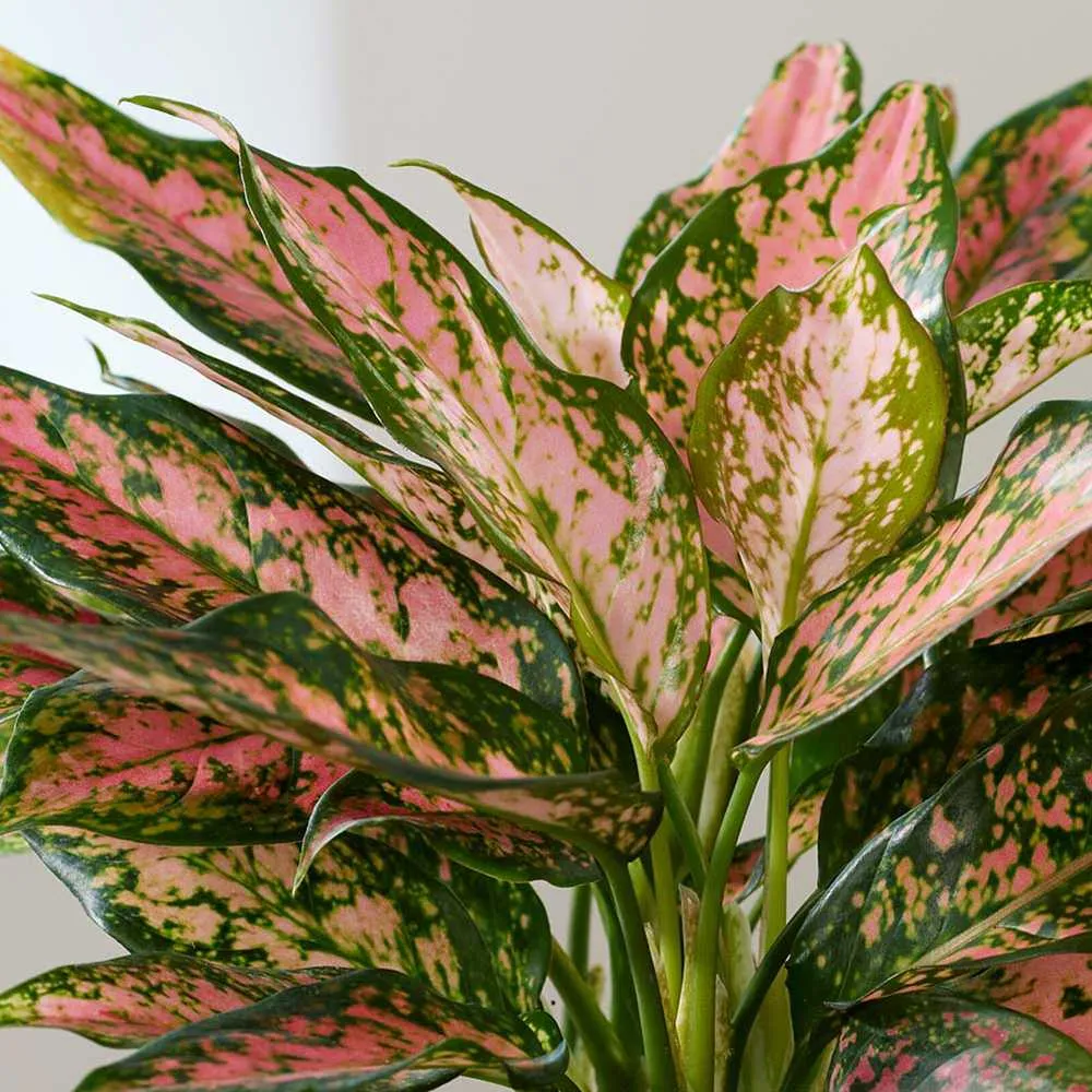 Aglaonema Pink Leopard, 30 cm, cu frunze roz si pete verzi, planta tropicala exotica, purificatoare de aer, usor de ingrijit