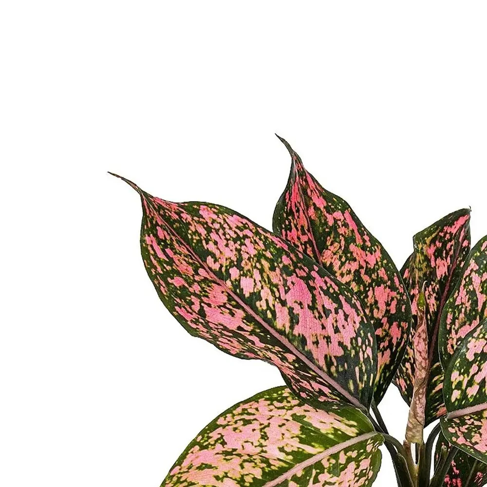 Aglaonema Pink Leopard, 30 cm, cu frunze roz si pete verzi, planta tropicala exotica, purificatoare de aer, usor de ingrijit