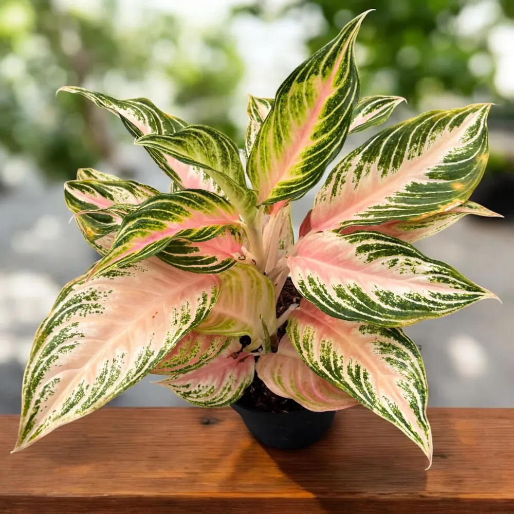Aglaonema 'Pink Panama’ - exemplare XL