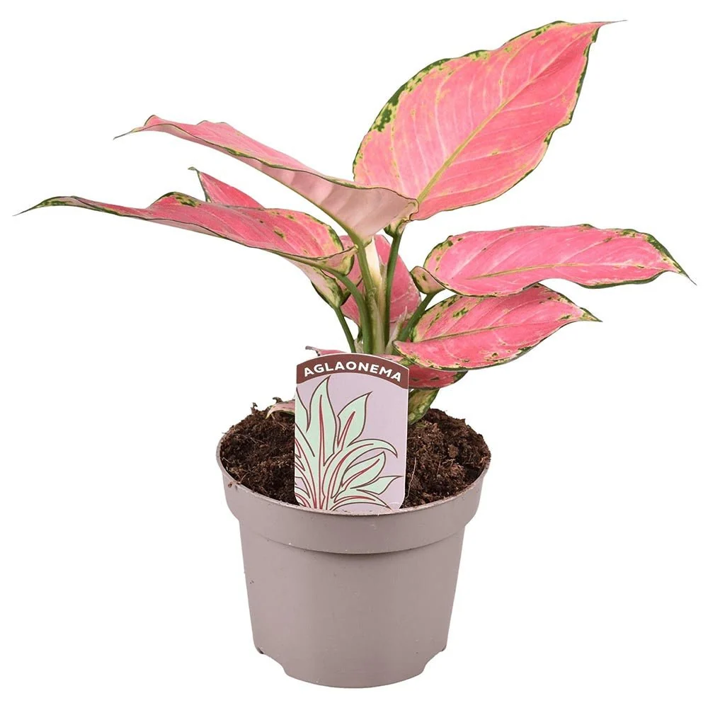 Aglaonema Pink Star, 30 cm, planta de interior cu frunze roz decorativa, usor de intretinut, purificatoare de aer