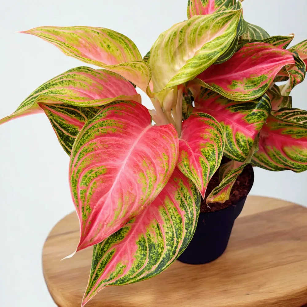 Aglaonema 'Pink Sunset’ - exemplare XL