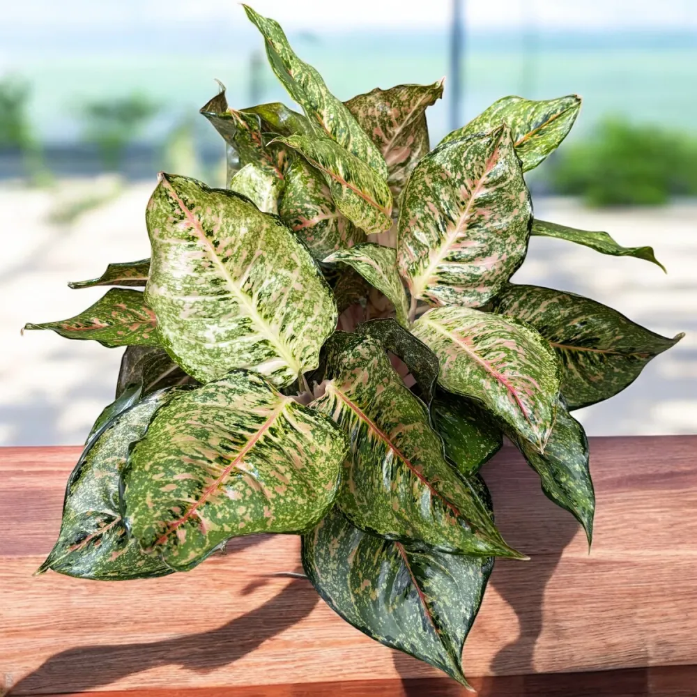 Aglaonema 'Pistachio' - exemplar XXL 5pp