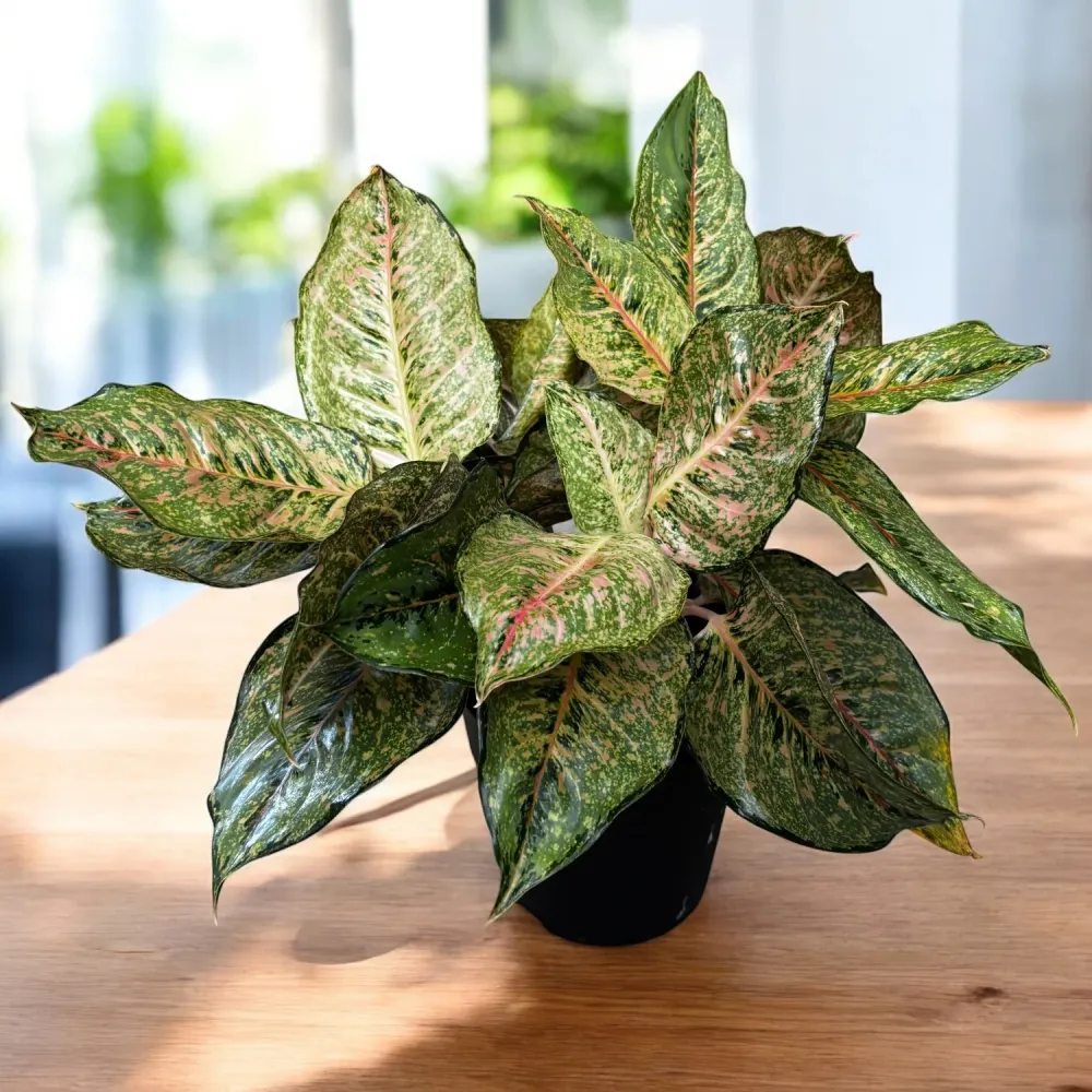 Aglaonema 'Pistachio' - exemplar XXL 5pp