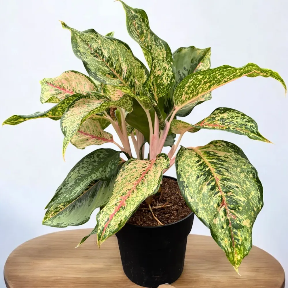 Aglaonema 'Pistachio Pink' - frunzis generos si colorit unic, varianta XL