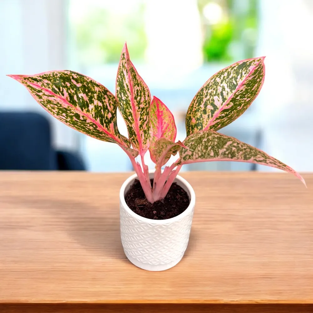 Aglaonema ‘Prestige’ – frumusete exotica nuante de roz si verde tropical