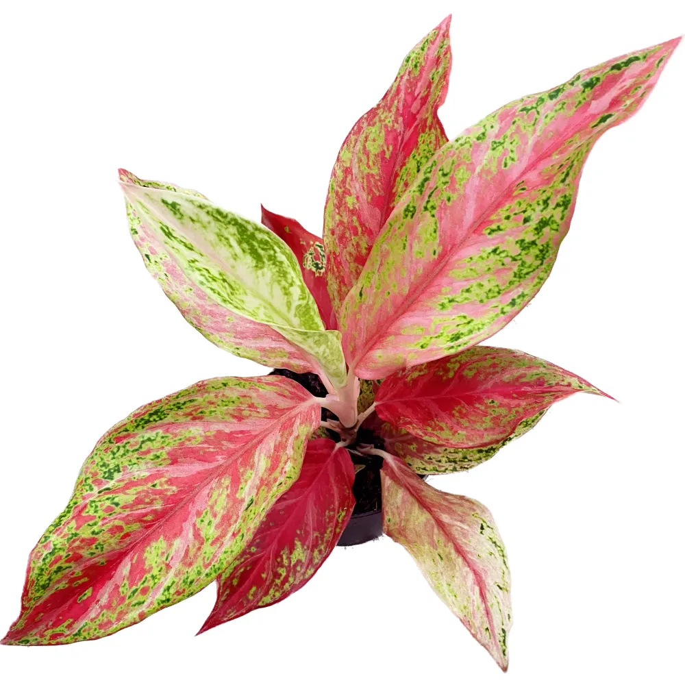 Aglaonema 'Prosperity'