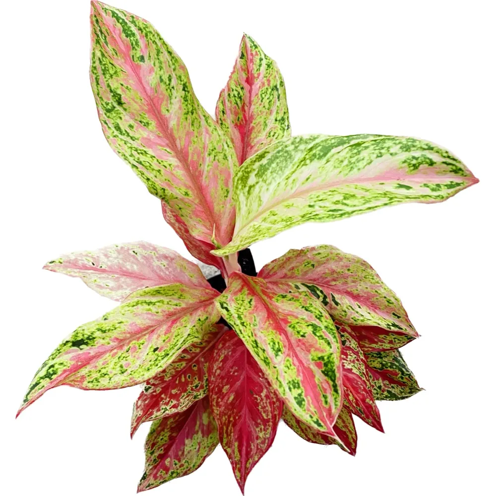 Aglaonema 'Prosperity'