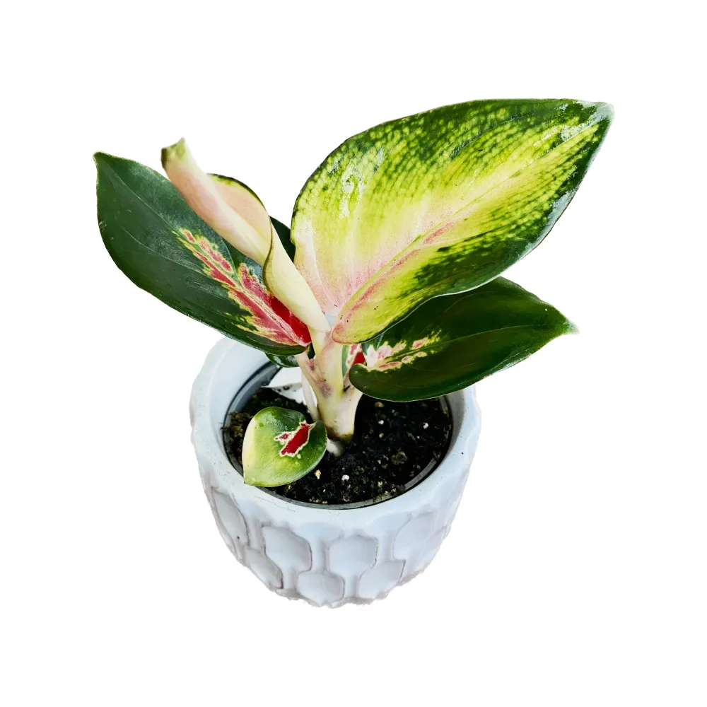 Aglaonema 'Red Dragon' *babyplant