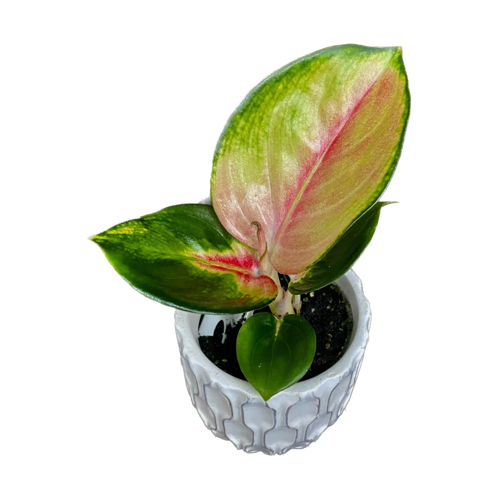 Aglaonema 'Red Dragon' *babyplant