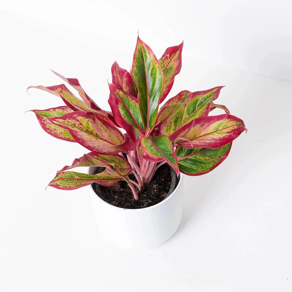 Aglaonema Red Fire, 30 cm, frunze rosii decorative, planta tropicala exotica, purificatoare de aer, usor de ingrijit