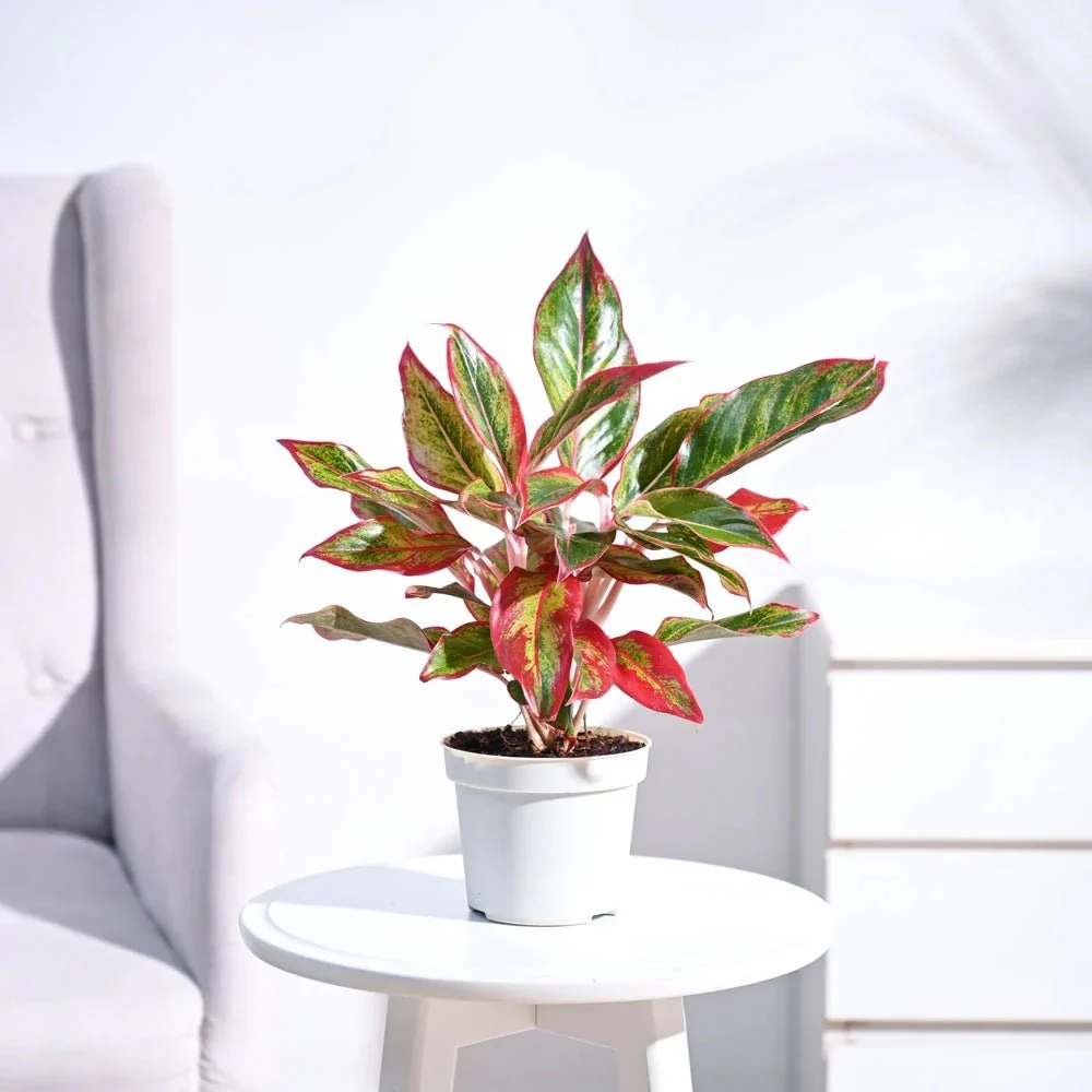 Aglaonema Red Fire, 30 cm, frunze rosii decorative, planta tropicala exotica, purificatoare de aer, usor de ingrijit