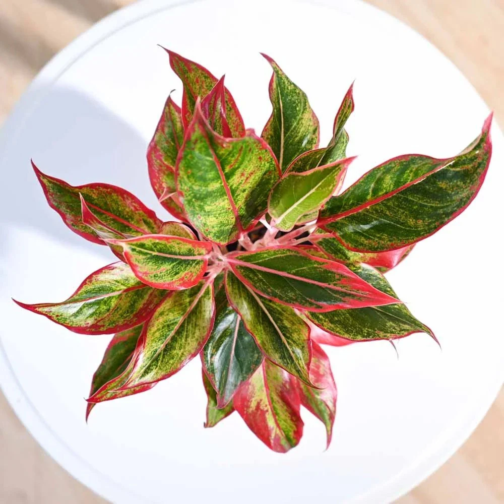 Aglaonema Red Fire, 30 cm, frunze rosii decorative, planta tropicala exotica, purificatoare de aer, usor de ingrijit