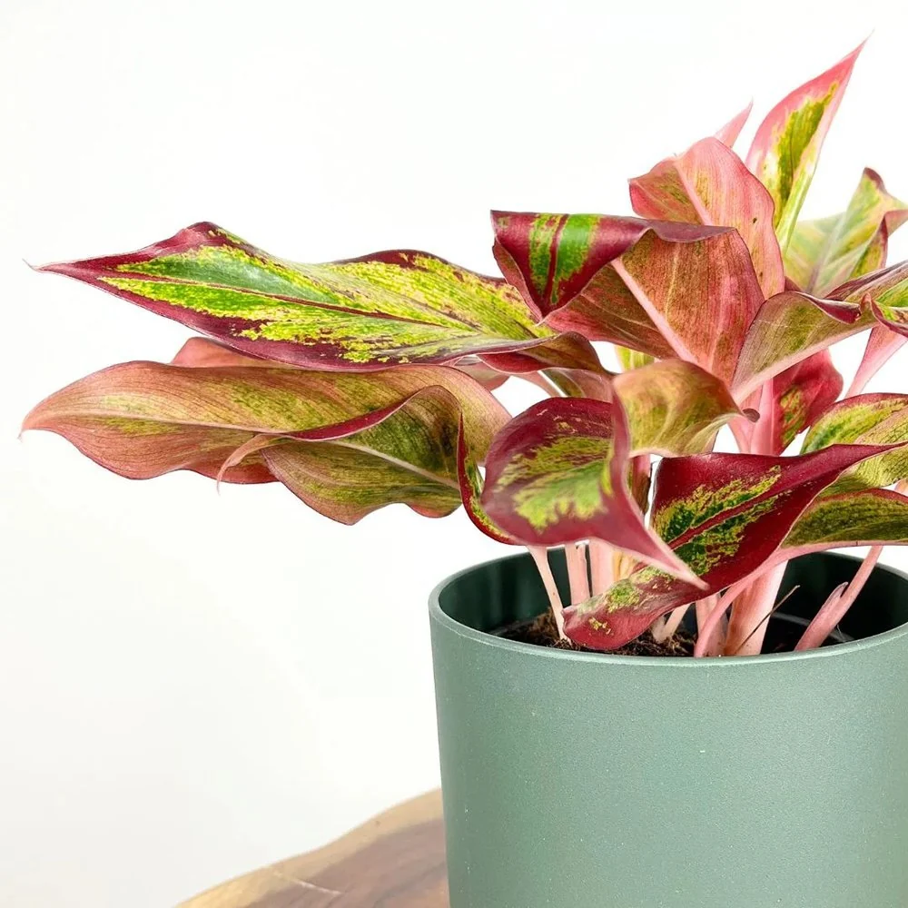 Aglaonema Red Fire, 30 cm, frunze rosii decorative, planta tropicala exotica, purificatoare de aer, usor de ingrijit
