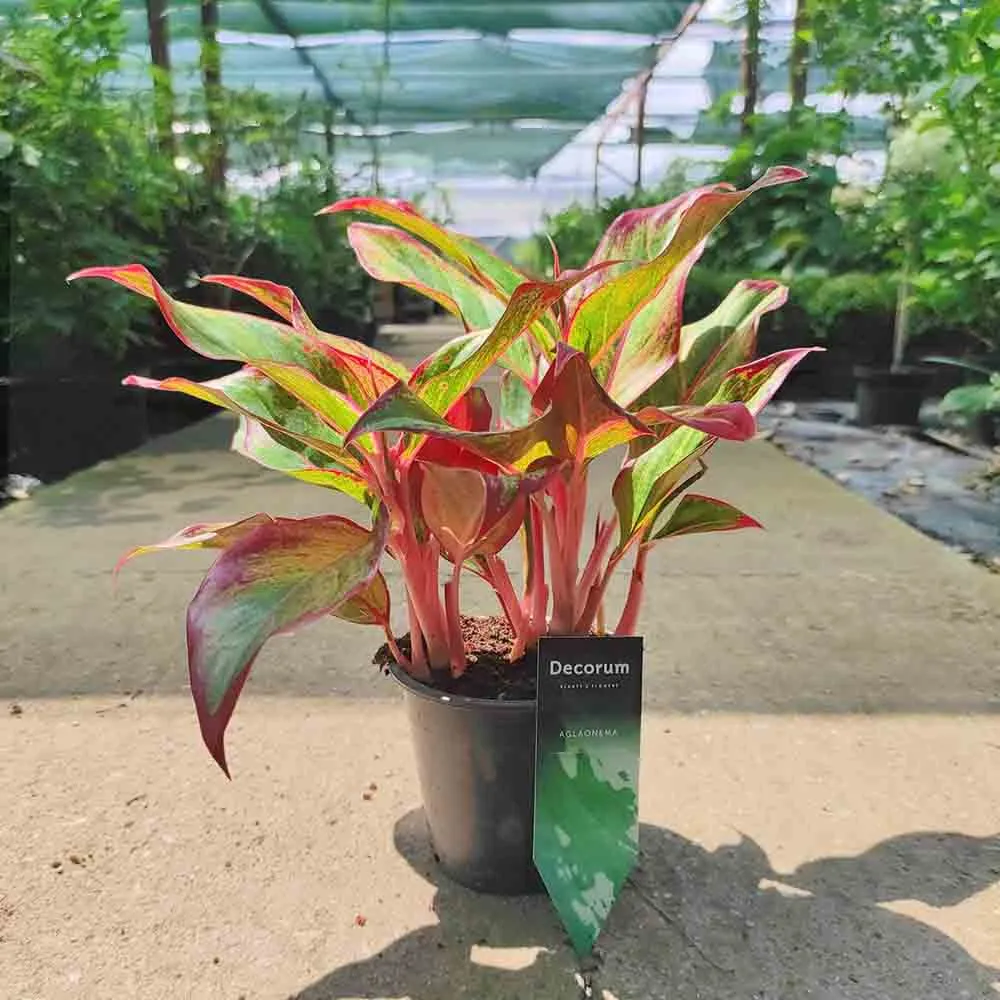 Aglaonema Red Fire, 30 cm, frunze rosii decorative, planta tropicala exotica, purificatoare de aer, usor de ingrijit