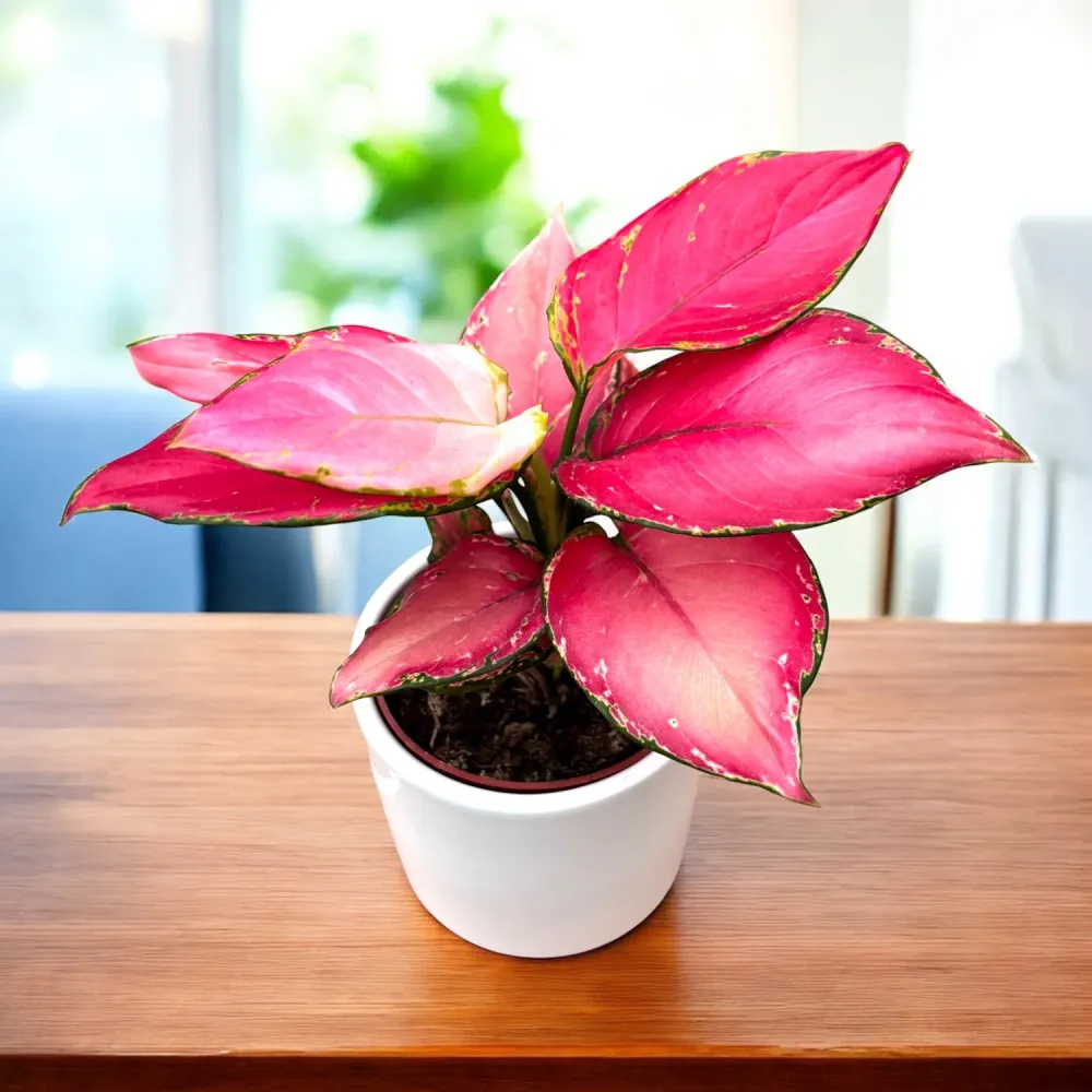 Aglaonema 'Red Joy' D9