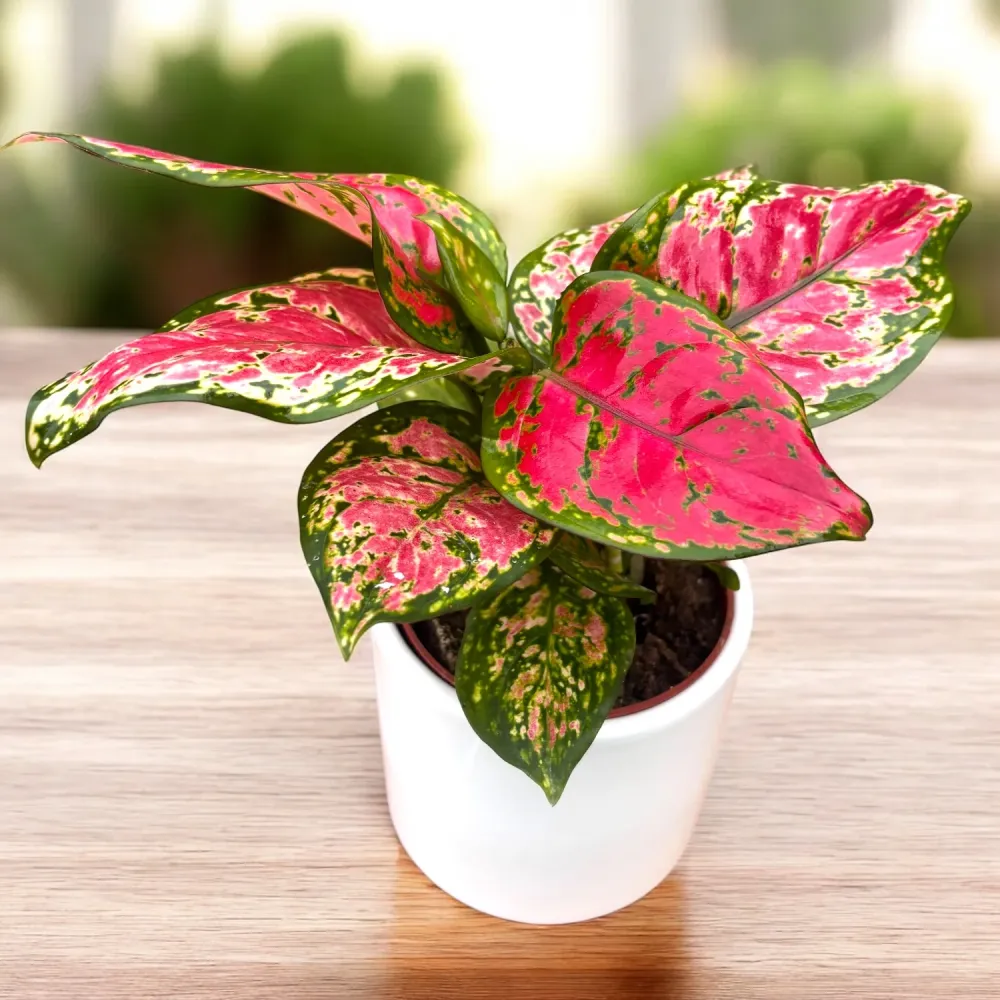Aglaonema 'Red Joy' D9