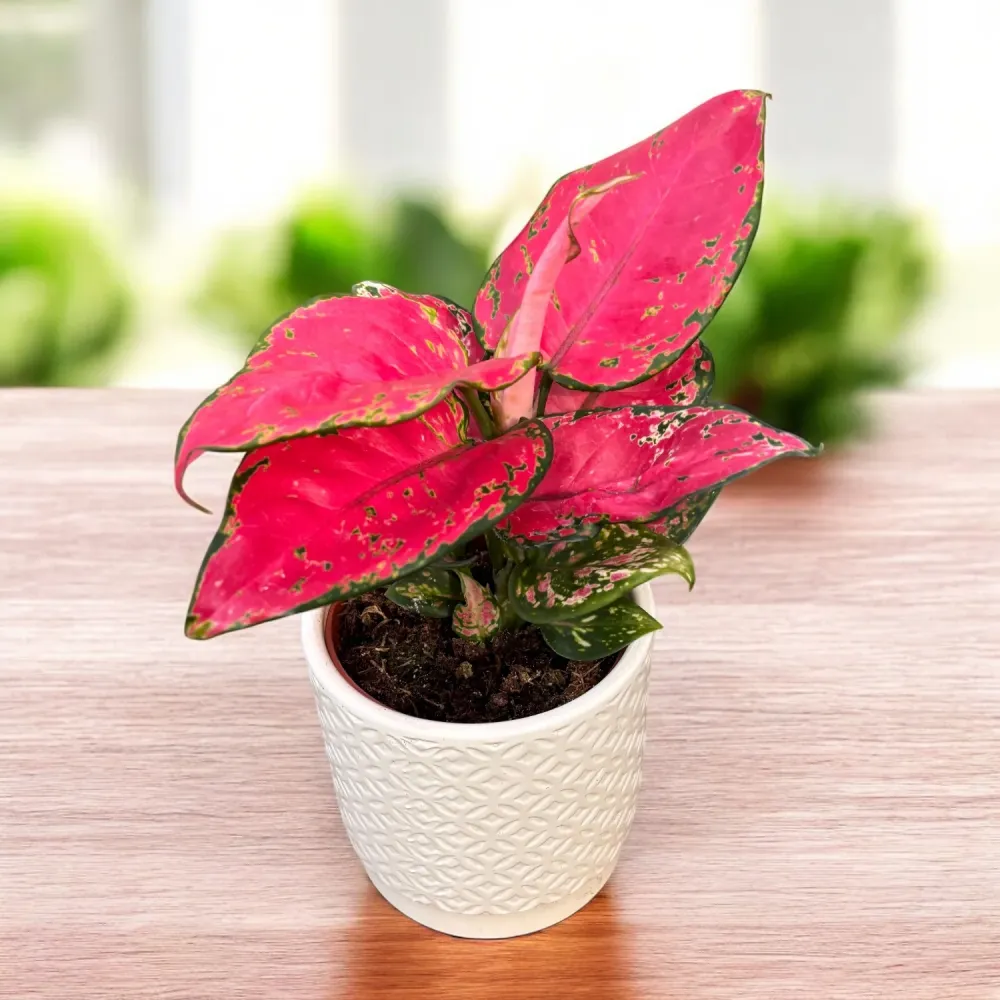 Aglaonema 'Red Joy' D9