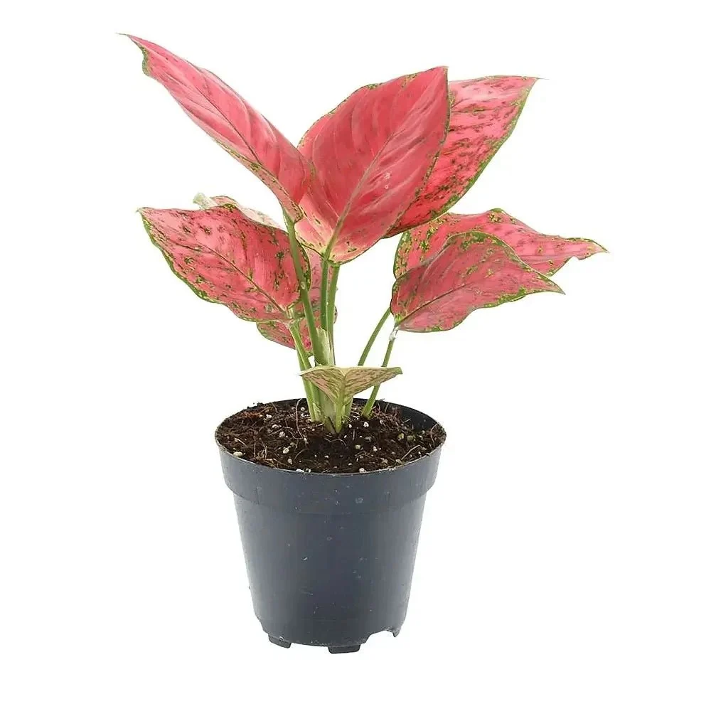 Aglaonema Red Joy, 30 cm, cu frunze rosii si marginii verzi, planta tropicala purificatoare de aer, usor de ingrijit