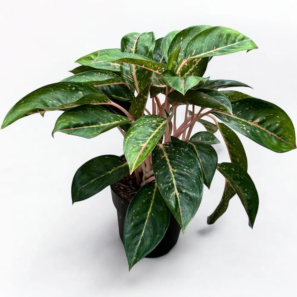 Aglaonema 'Red Reflection’ - exemplar XXL (unicat)