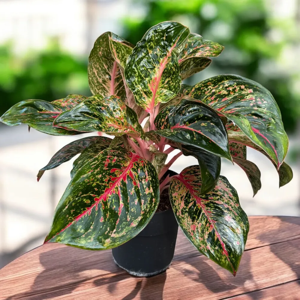 Aglaonema 'Red Sprinkles' - exemplare XL