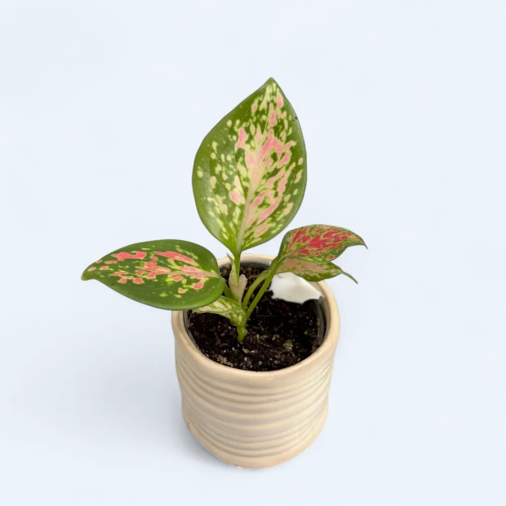 Aglaonema 'Red Valentine' (babyplant)