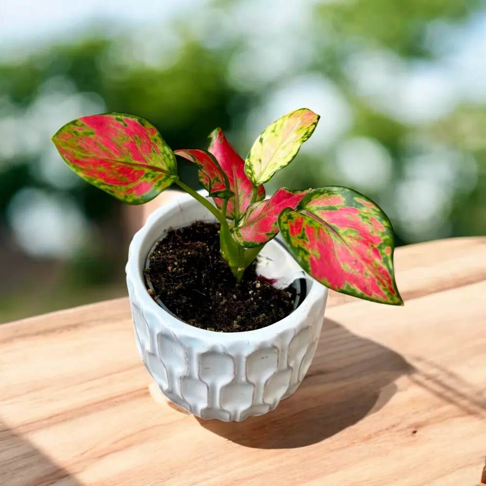 Aglaonema 'Rich Red' (babyplant)