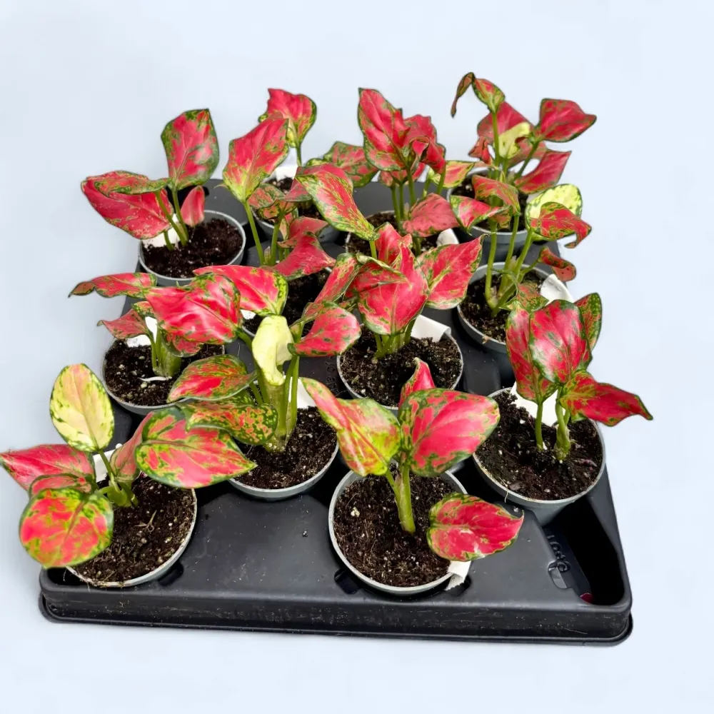 Aglaonema 'Rich Red' (babyplant)
