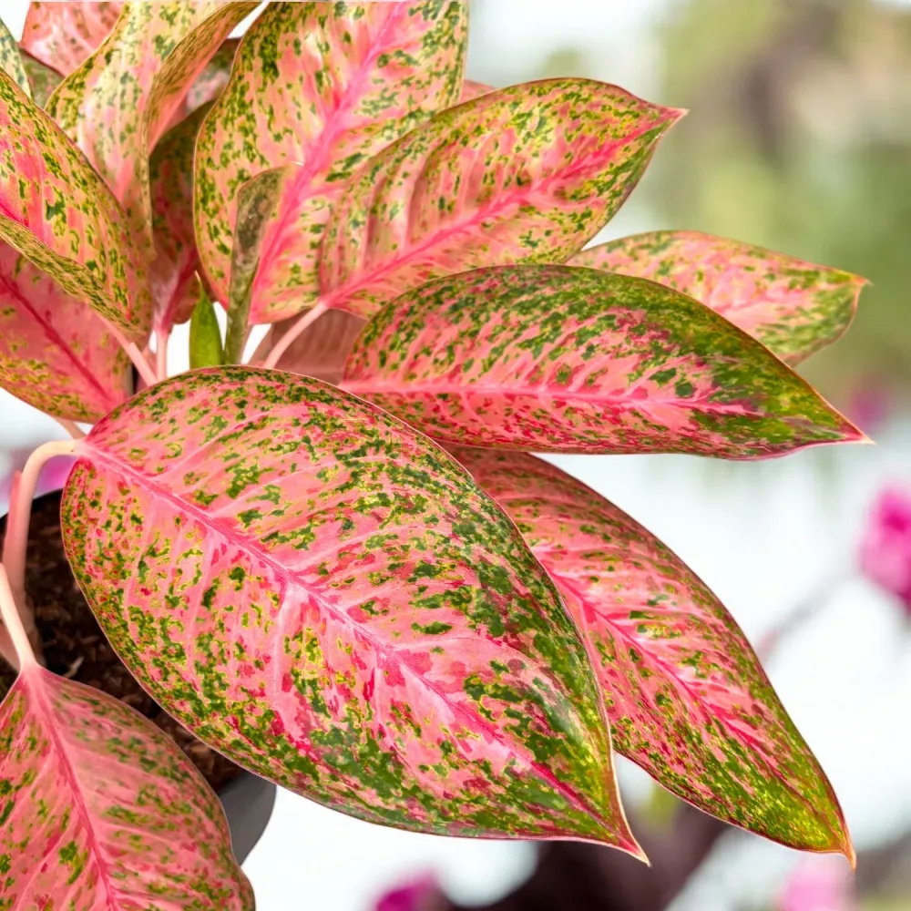 Aglaonema 'Romance' - exemplare XL 3pp