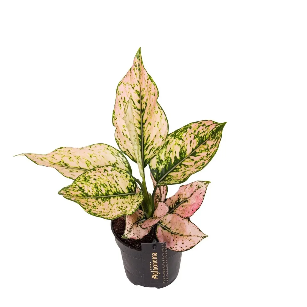 Aglaonema 'Rosy'