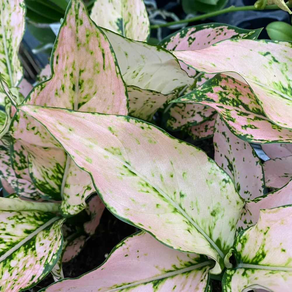 Aglaonema 'Rosy'