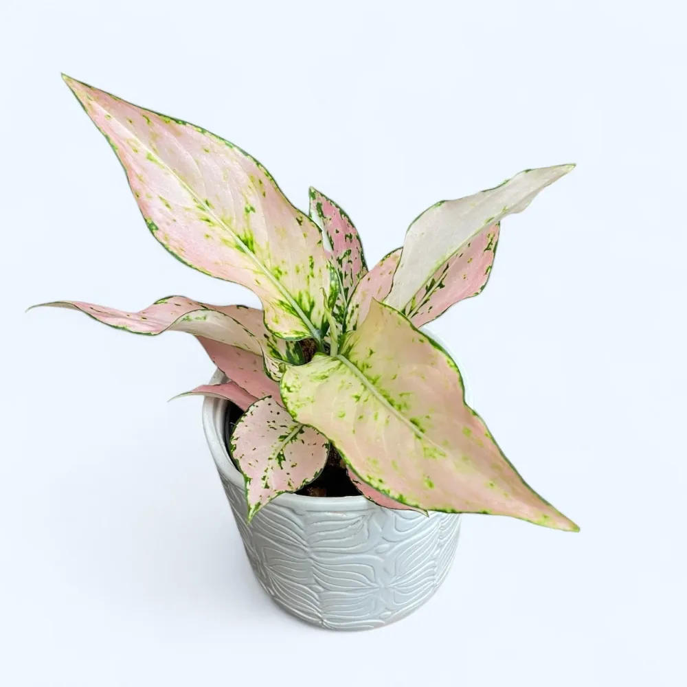 Aglaonema 'Rosy'