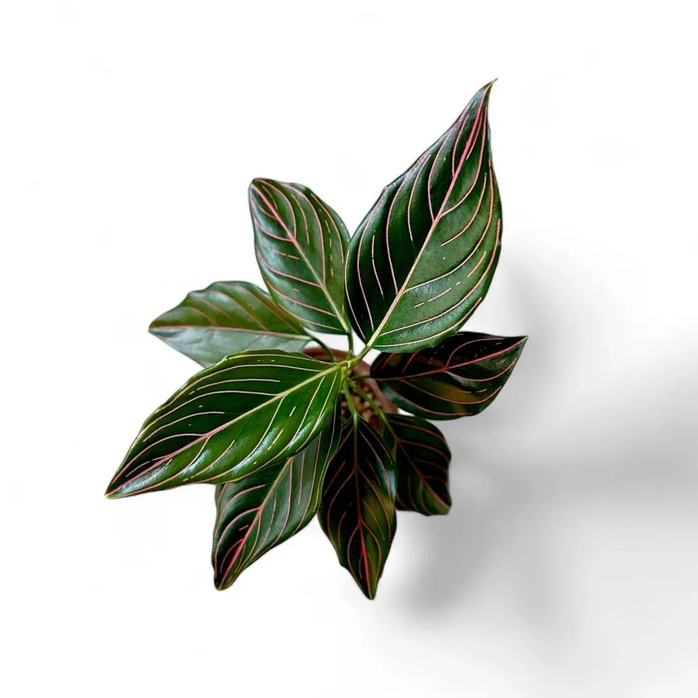 Aglaonema rotundum ‘Tiger’ - frunzis exotic cu nervuri intense