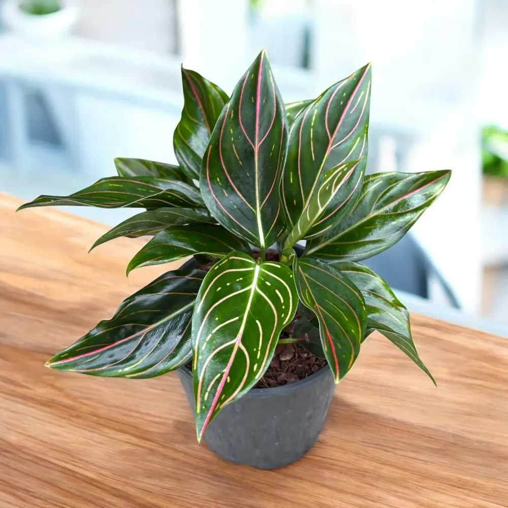 Aglaonema rotundum ‘Tiger’ - frunzis exotic cu nervuri intense