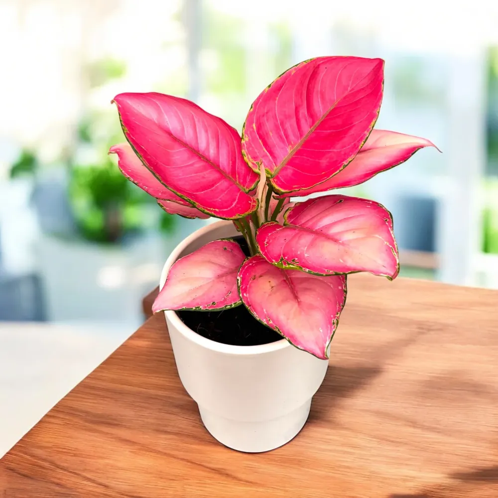 Aglaonema ‘Ruby Red’ - planta de interior cu foliaj roz-intens spectaculos