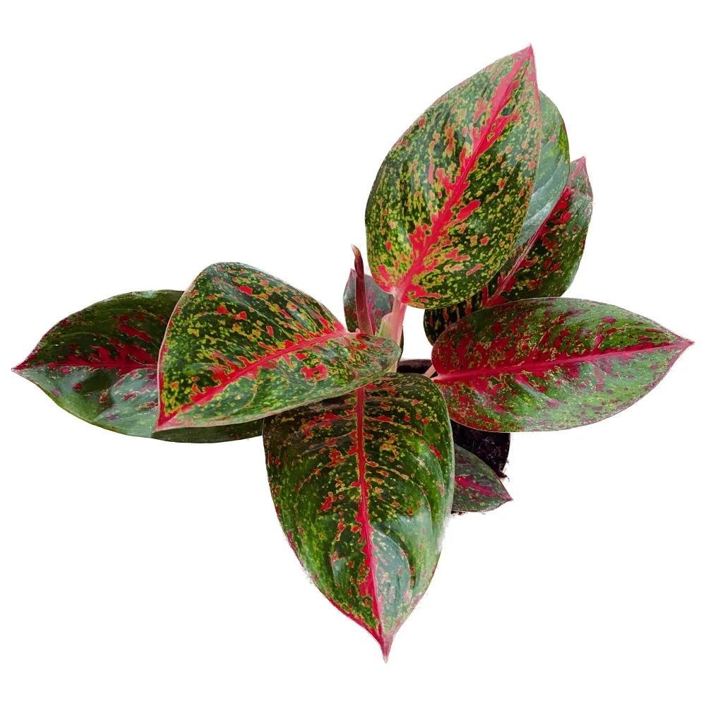 Aglaonema Sab Mongkol