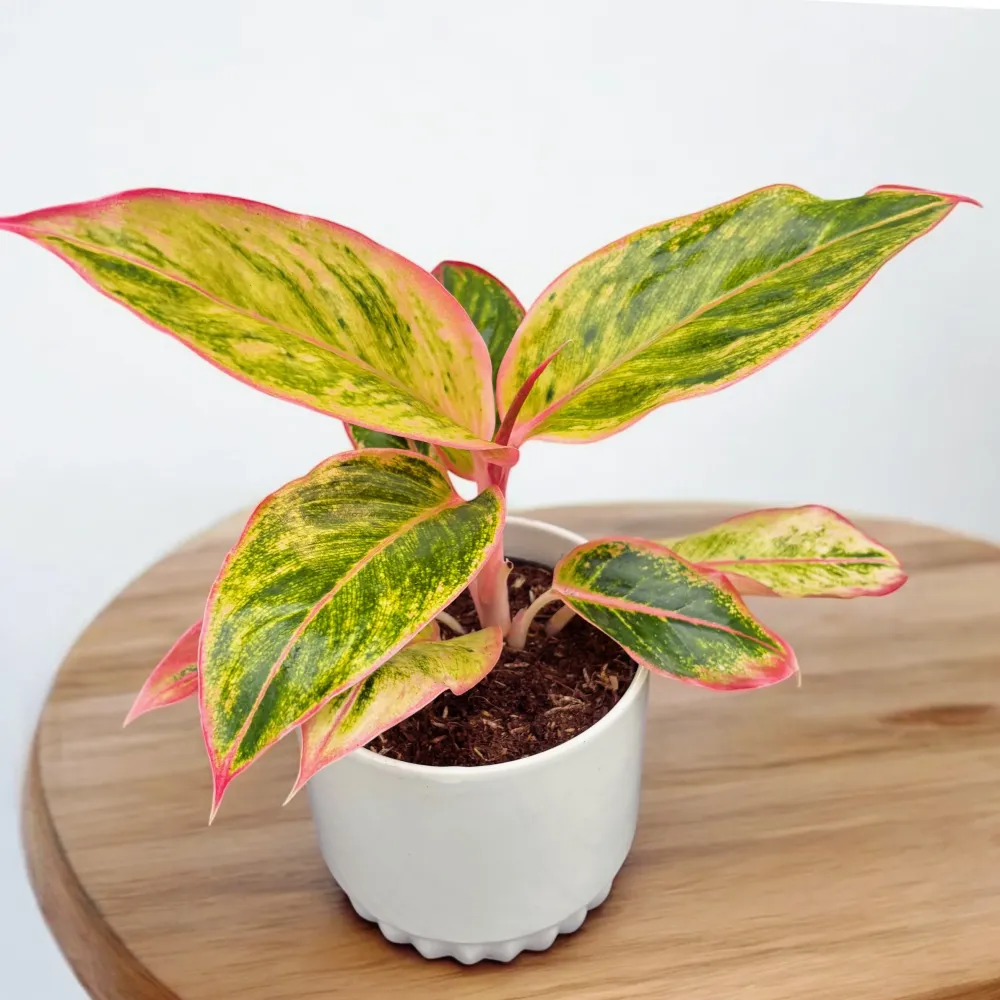 Aglaonema 'Salmon Fantasy'
