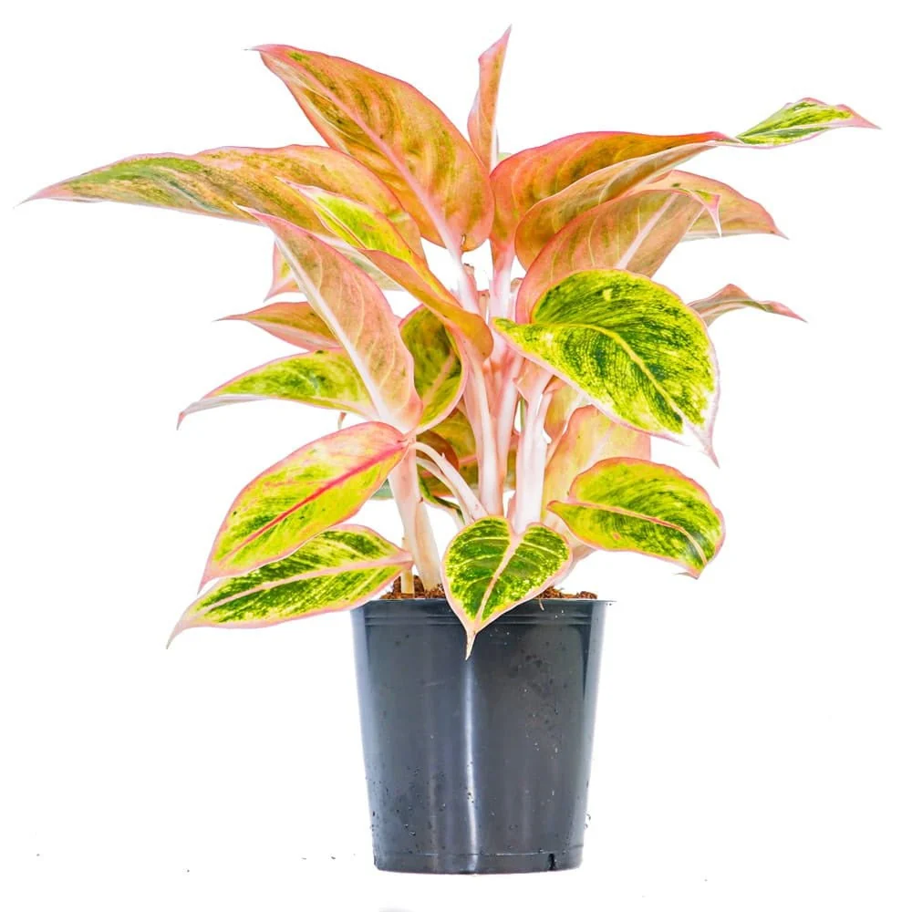 Aglaonema Salmon Fantasy, 30 cm, frunze roz-somon-verzui decorative, planta tropicala exotica, purificatoare de aer, usor...