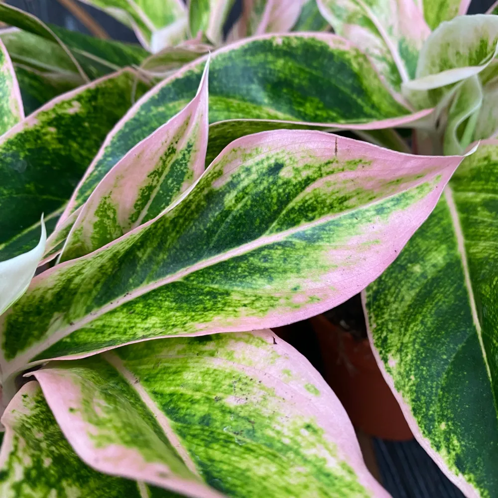 Aglaonema Siam Aurora Pink (Lipstick pink) D9