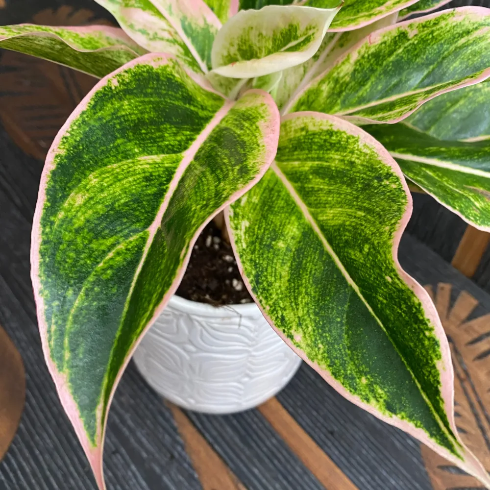 Aglaonema Siam Aurora Pink (Lipstick pink) - 2 plante/ghiveci