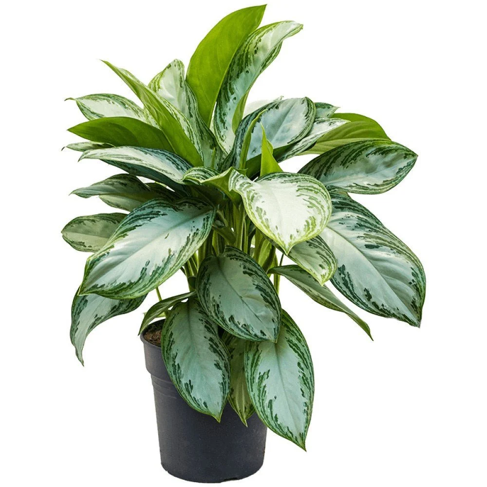 Aglaonema Silver Bay, 60 cm, cu frunze verzi striatii argintii, planta tropicala exotica, purificatoare de aer, usor de in...