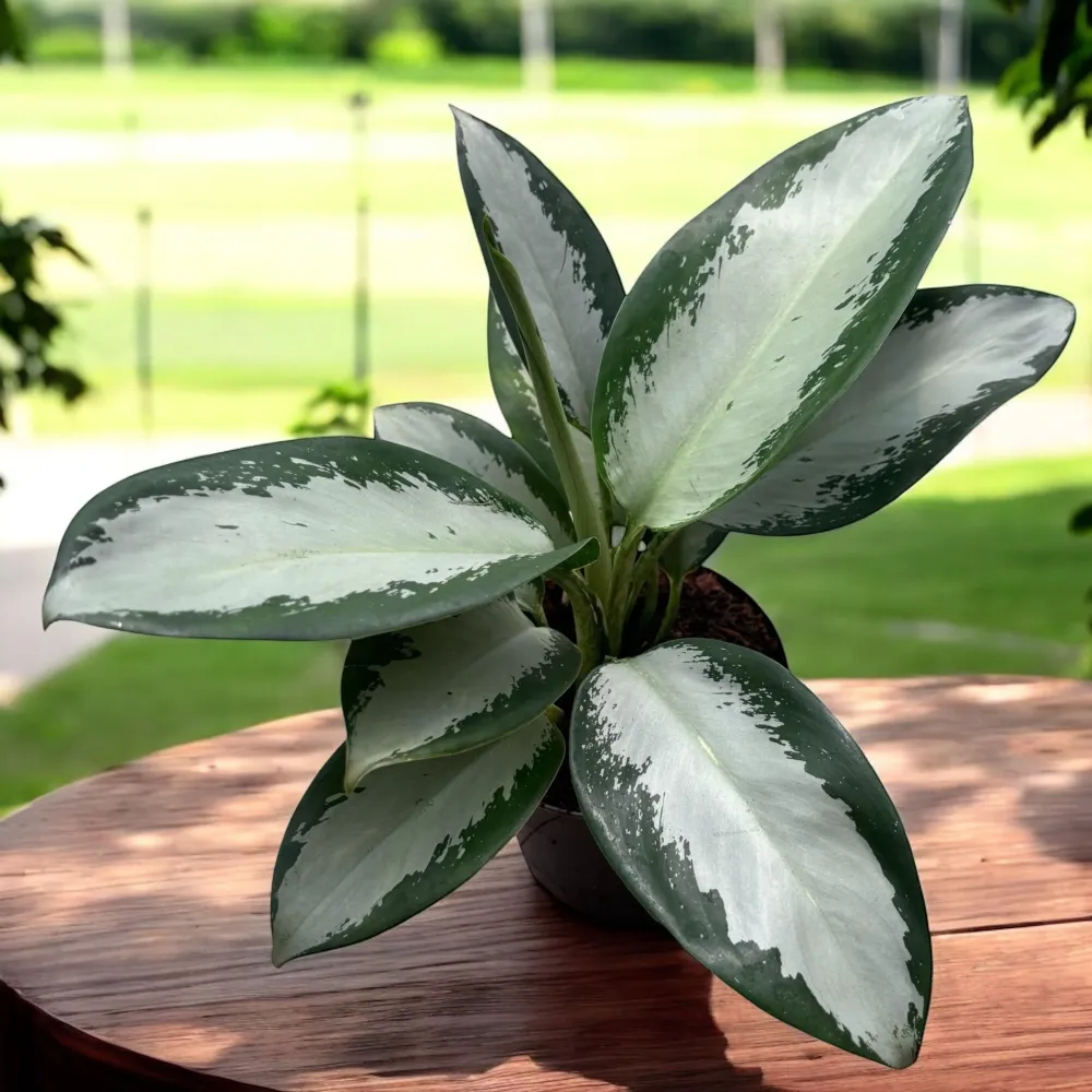 Aglaonema 'Silver Blue' - eleganta tropicala cu frunzis metalic argintiu-verzui