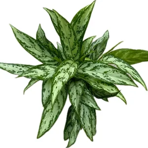 Aglaonema ‘Silver Queen’ – frunzis argintiu si intretinere usoara