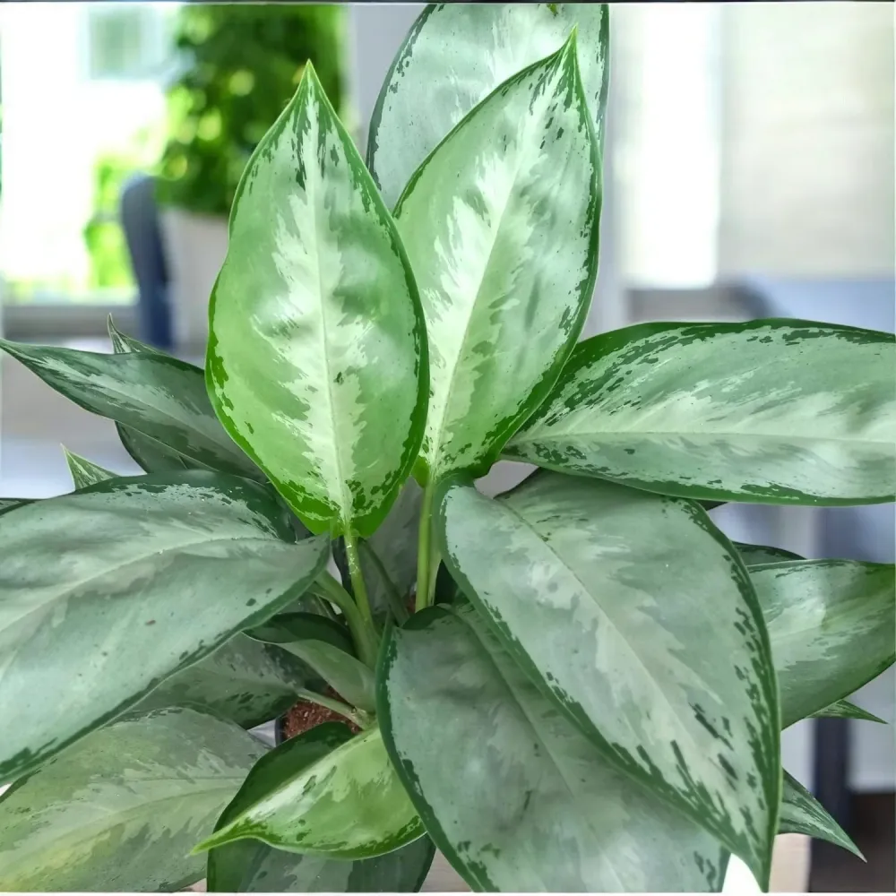 Aglaonema 'Silverado' - planta exotica cu frunzis argintiu-metalizat