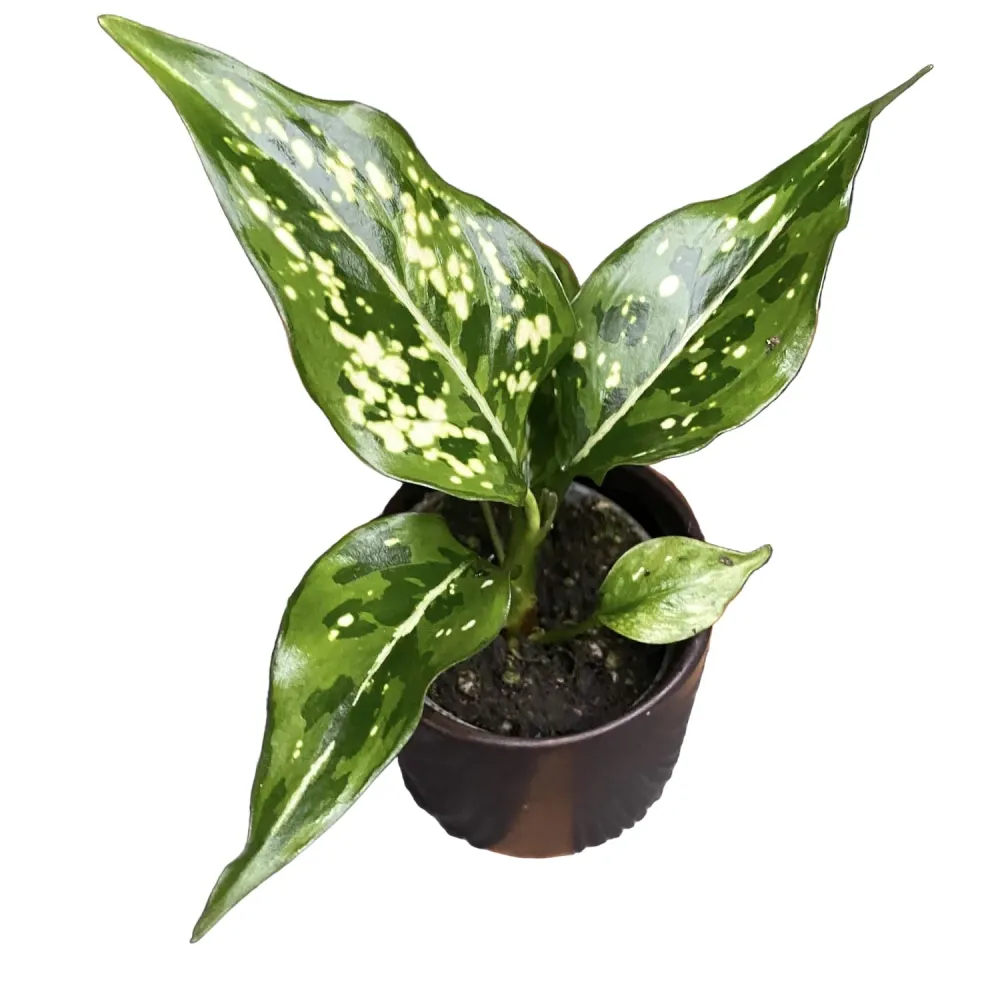 Aglaonema 'Snow white' * babyplant