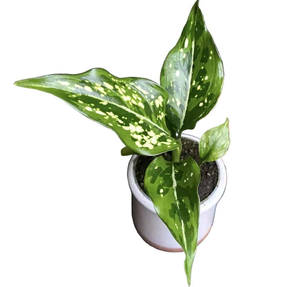 Aglaonema 'Snow white' * babyplant