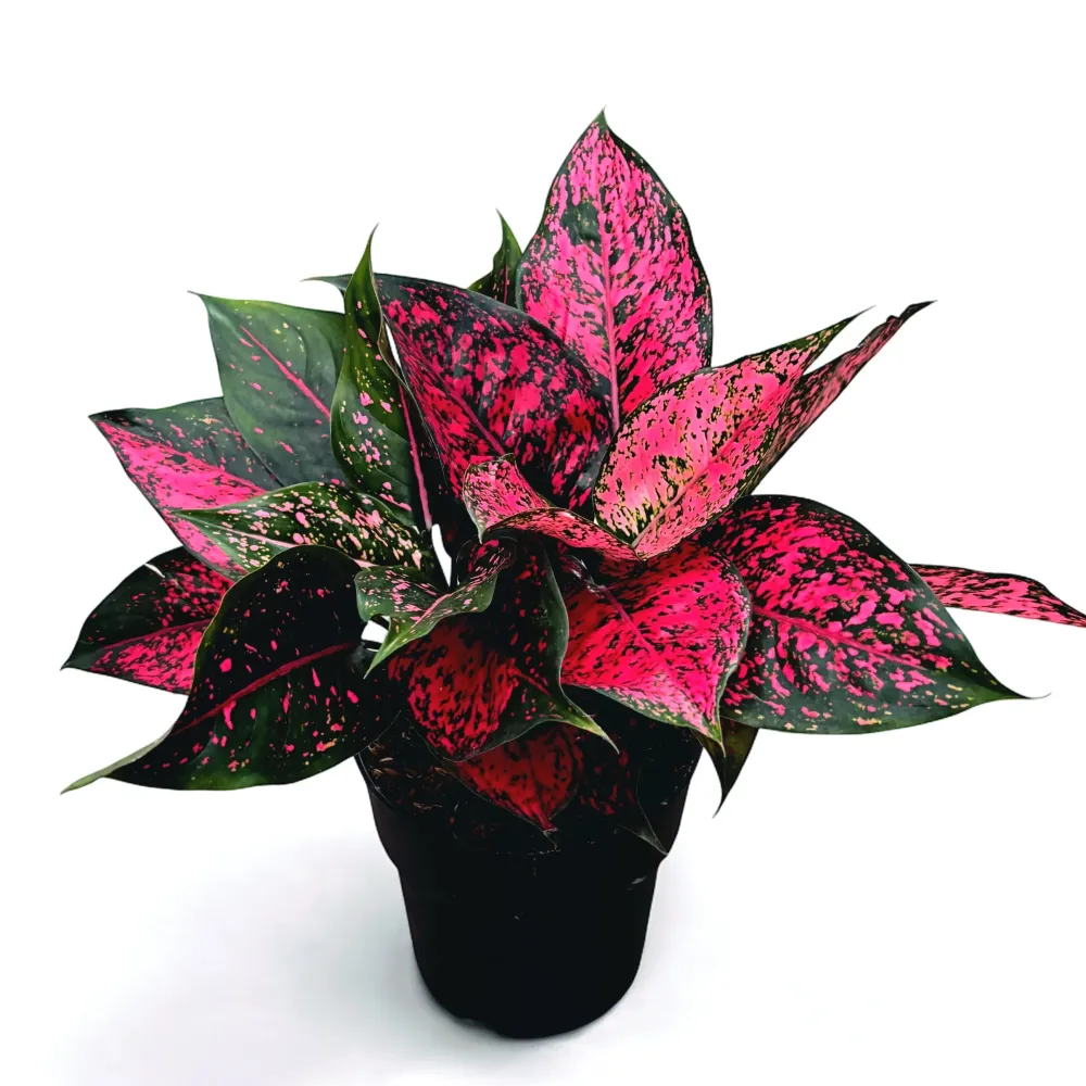 Aglaonema 'Spicy Pink’ 2pp - exemplare XL